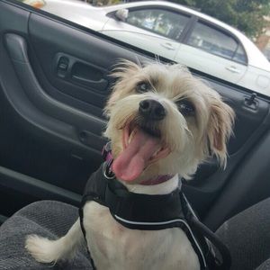 Meet your Posher, Sophia