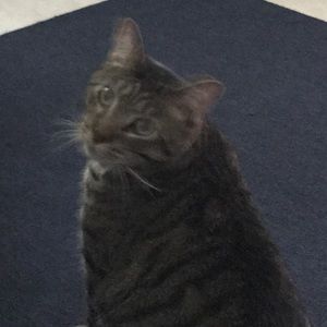 Meet your Posher, Marvin