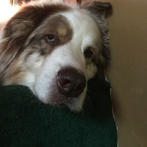 Meet your Posher, Jessie