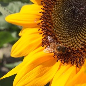 Meet your Posher, Ellie