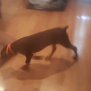 Meet your Posher, Craig