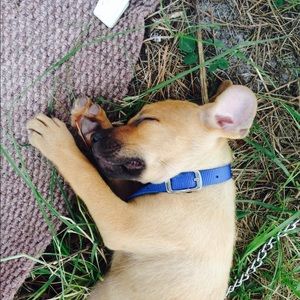 Meet your Posher, Sadie