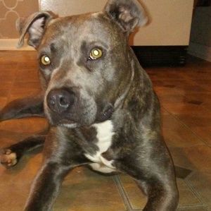 Meet your Posher, Darius