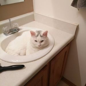 Meet your Posher, Trisha