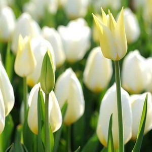 Meet your Posher, Ghioca