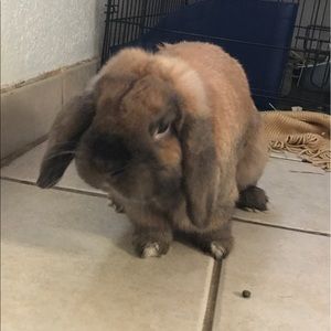 Meet your Posher, Peter