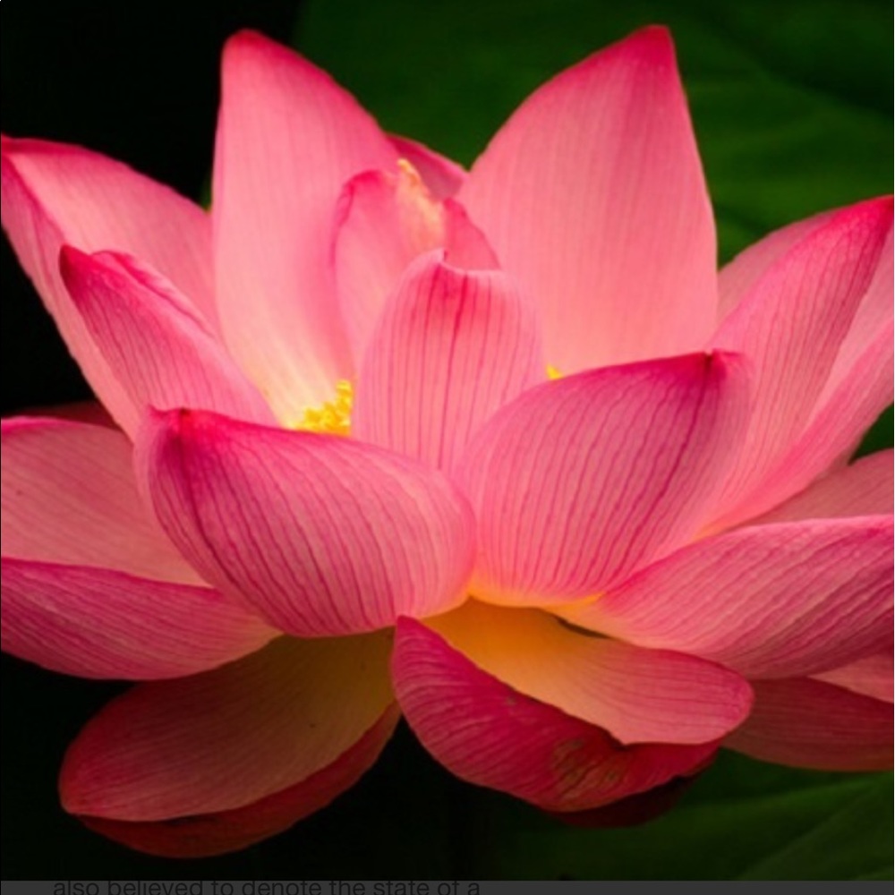 Meet your Posher, Christina