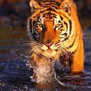 Meet your Posher, Gregory