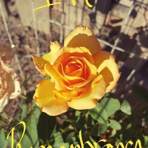 Meet your Posher, Charlotte