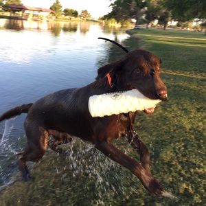 Welcome to The Labrastore!