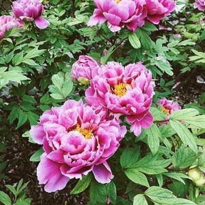 Meet your Posher, Kaelana