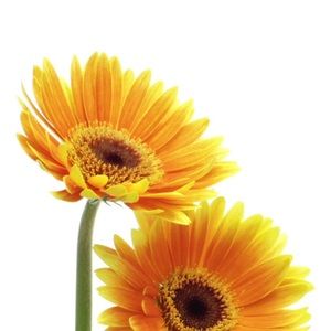 Meet your Posher, Aidee