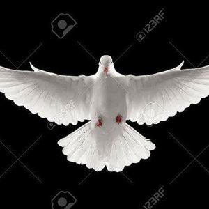 Meet your Posher, Franklin