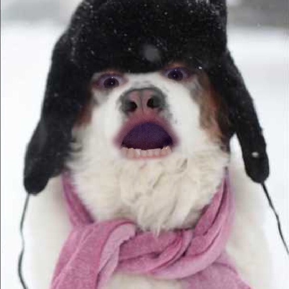 Meet your Posher, America - Picture 1 of 1