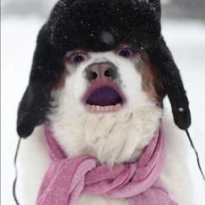 Meet your Posher, America