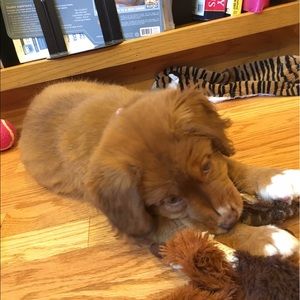 Meet your Posher, Bliss