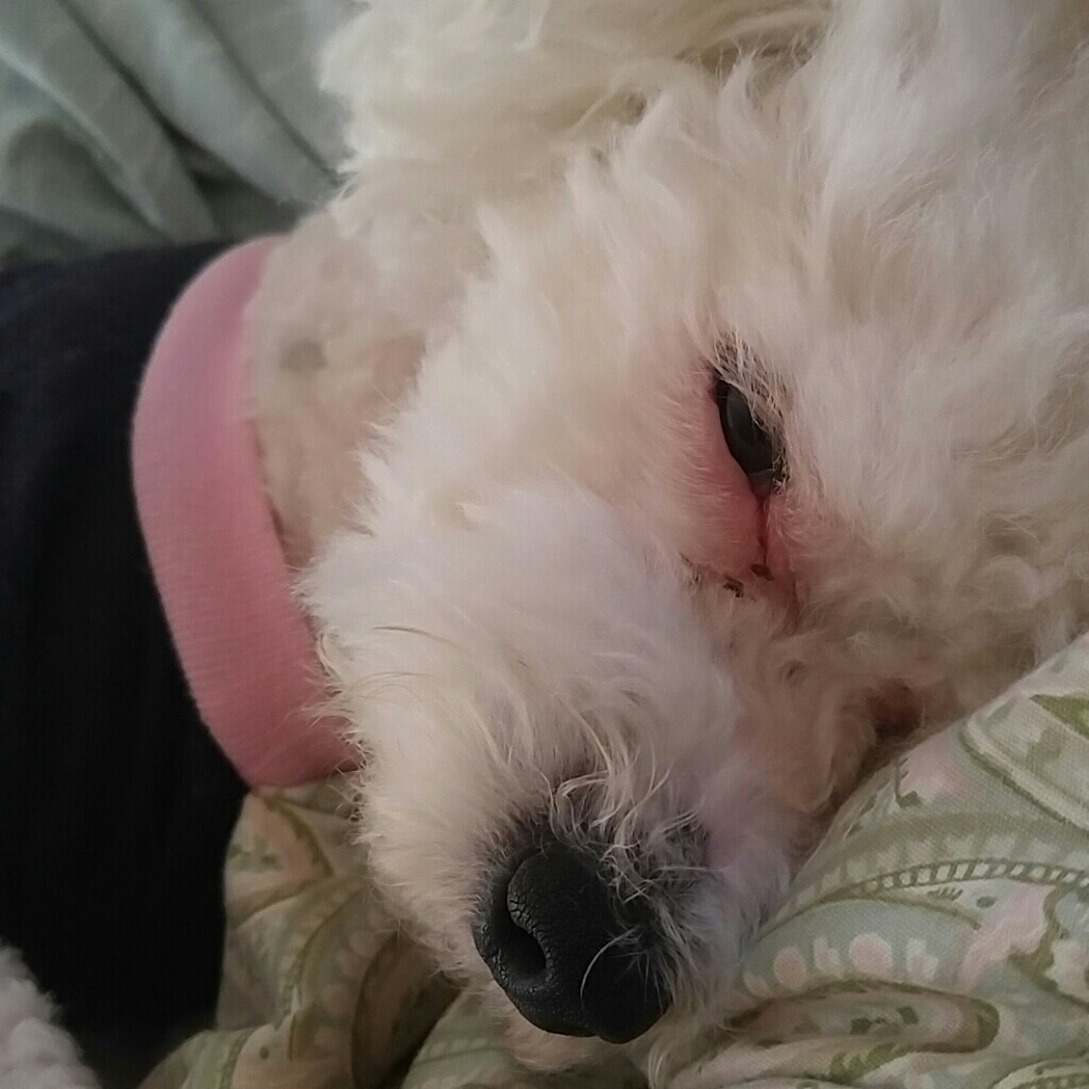 Meet your Posher, Leslie