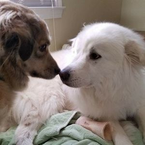 Meet your Posher, Kayman