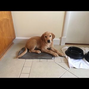 Meet your Posher, Rosa