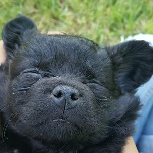 Meet your Posher, Sofia