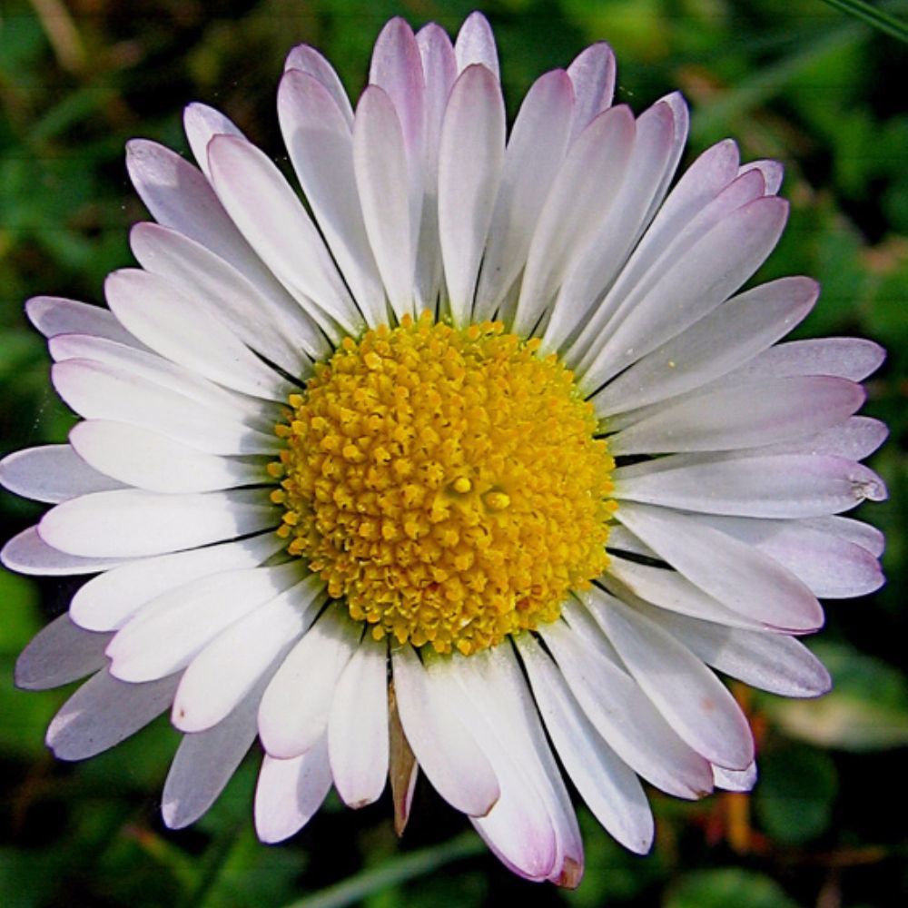 Meet your Posher, Crazy