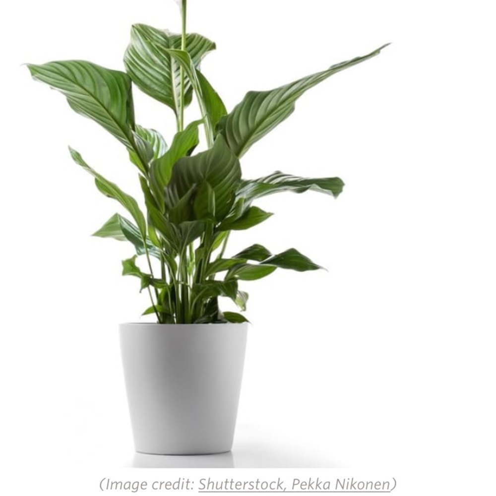 Meet your Posher, Imene