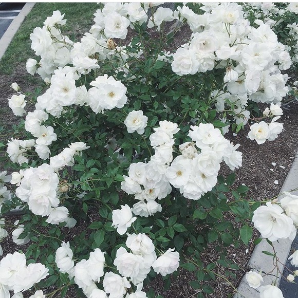 Meet your Posher, Esperanza - Picture 3 of 6