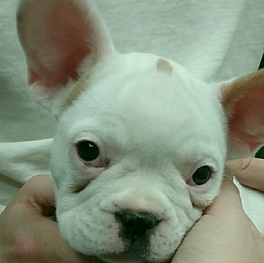 Meet your Posher, Gianna