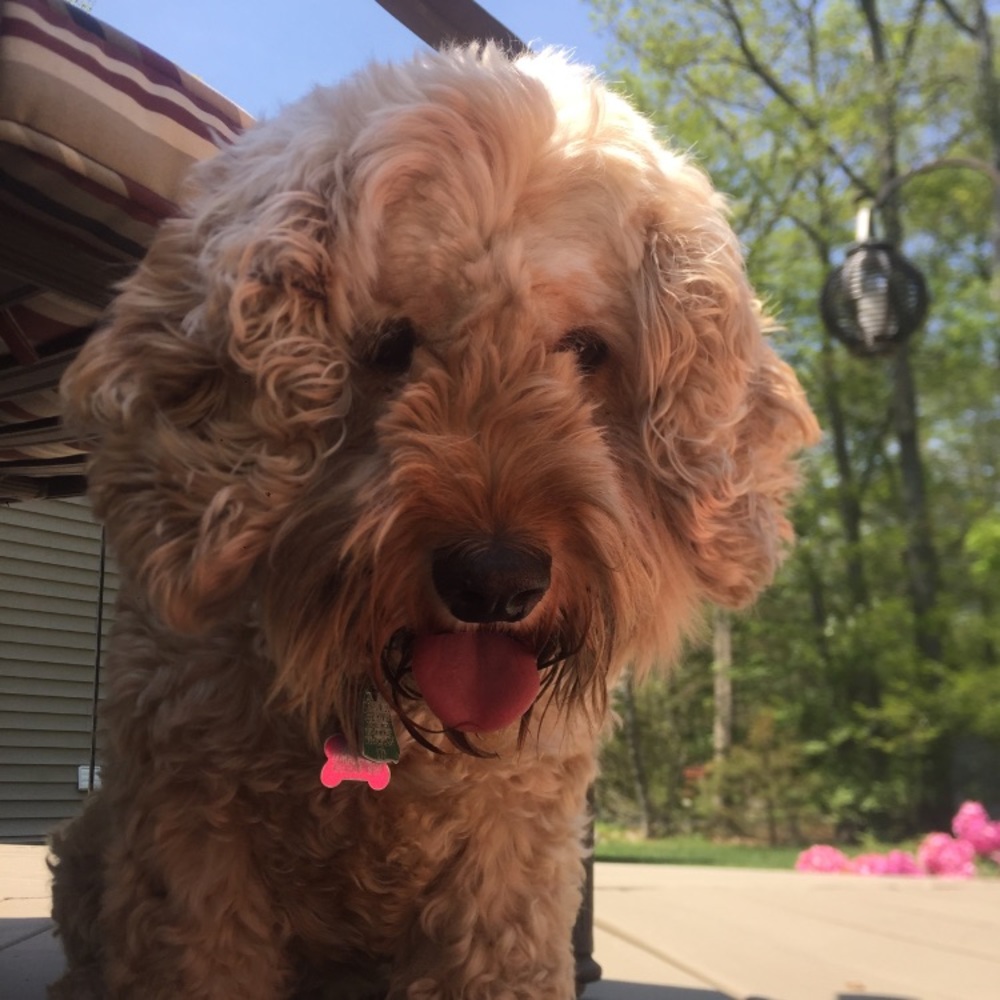 Meet your Posher, Ellie