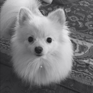 Meet your Posher, Ava