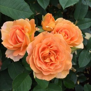 Meet your Posher, Valerie