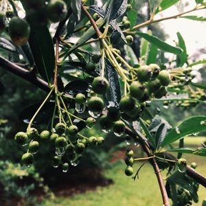 Meet your Posher, Alani