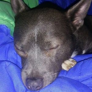 Meet your Posher, Amber