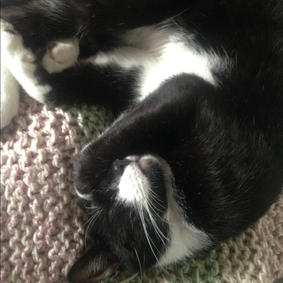 PRICED TO SELL (not the pets)! - Picture 2 of 3