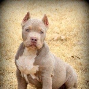 Meet your Posher, Hector