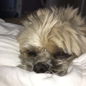 Meet your Posher, Allie