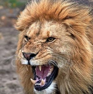 Meet your Posher, Demond