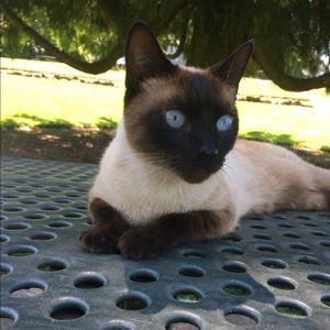 Meet your Posher, Alice