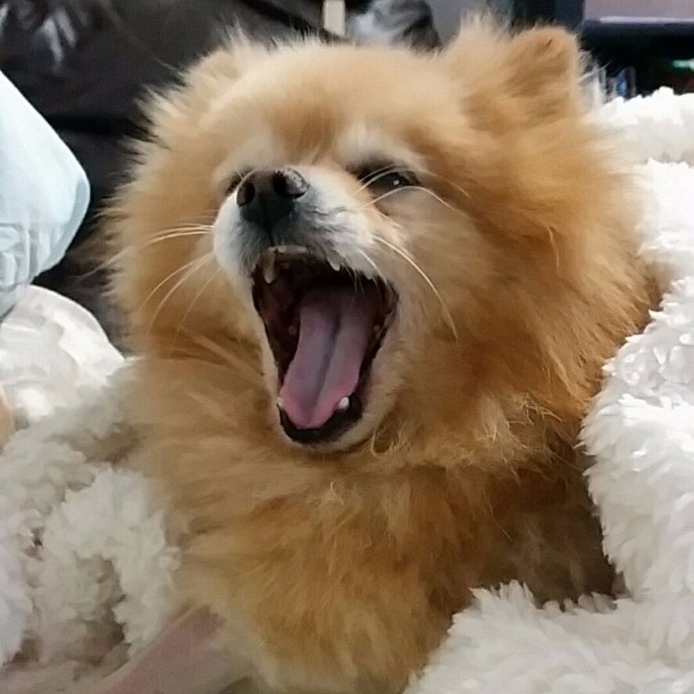 Meet your Posher, Diana