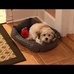 Meet your Posher, Thomas