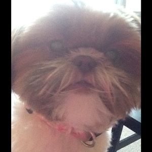 Meet your Posher, Dawn