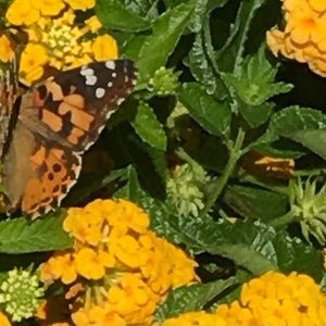 Meet your Posher, Krickette