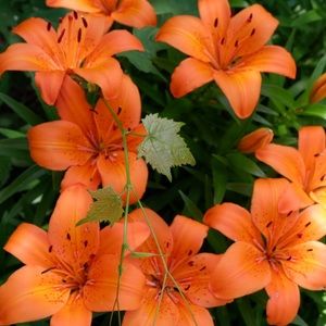 Meet your Posher, Lori