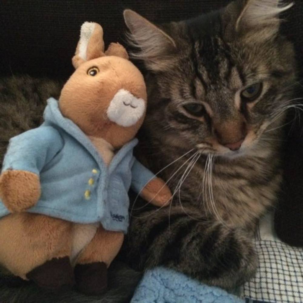 Meet your Posher, Roohi