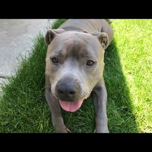 Meet your Posher, Henry