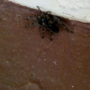 Meet your Posher, Mayra