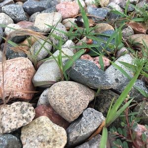 Meet your Posher, Ella