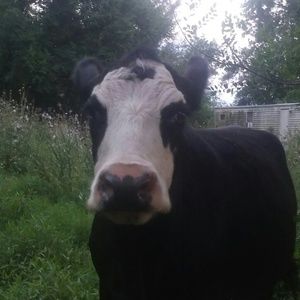 Meet your Posher, Alexis