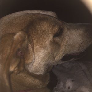 Meet your Posher, Tracey