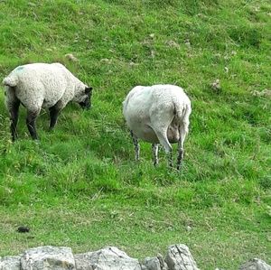 Meet your Posher, Heidi